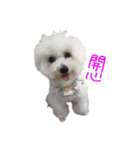 Bichon DuPi（個別スタンプ：21）