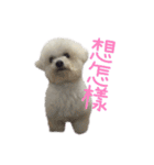 Bichon DuPi（個別スタンプ：22）