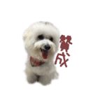 Bichon DuPi（個別スタンプ：23）