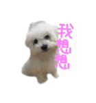 Bichon DuPi（個別スタンプ：24）