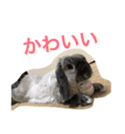 Mellow the rabbit 3（個別スタンプ：4）