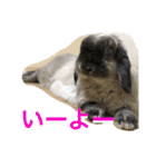 Mellow the rabbit 3（個別スタンプ：6）