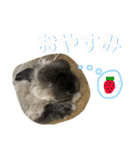 Mellow the rabbit 3（個別スタンプ：24）