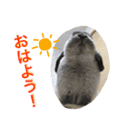 Mellow the rabbit 3（個別スタンプ：29）