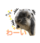 Mellow the rabbit 3（個別スタンプ：31）