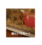 ハムスター くんくんまる1（個別スタンプ：12）