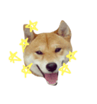 柴犬兄弟DK Shibainu Daimon＆Kobushi 004（個別スタンプ：1）