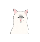 キジトビ(日本猫)修正版（個別スタンプ：29）