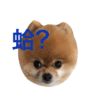 Pomeranian_Maru 2（個別スタンプ：3）