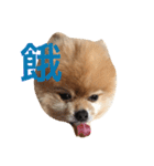 Pomeranian_Maru 2（個別スタンプ：5）