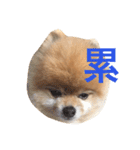 Pomeranian_Maru 2（個別スタンプ：7）