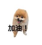 Pomeranian_Maru 2（個別スタンプ：9）