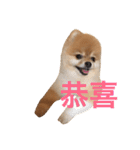 Pomeranian_Maru 2（個別スタンプ：10）