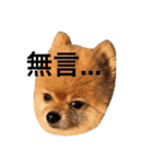 Pomeranian_Maru 2（個別スタンプ：11）