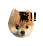 Pomeranian_Maru 2（個別スタンプ：15）