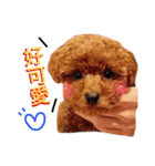 A mini poodle called Mini（個別スタンプ：2）