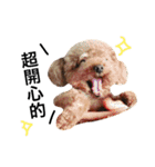 A mini poodle called Mini（個別スタンプ：3）