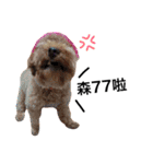 A mini poodle called Mini（個別スタンプ：5）