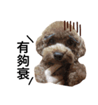 A mini poodle called Mini（個別スタンプ：8）