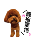 A mini poodle called Mini（個別スタンプ：12）