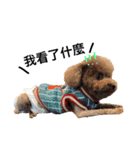 A mini poodle called Mini（個別スタンプ：14）