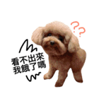 A mini poodle called Mini（個別スタンプ：16）