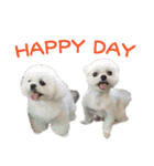 4 Dogs A Happy Day（個別スタンプ：10）