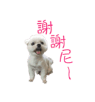 4 Dogs A Happy Day（個別スタンプ：22）