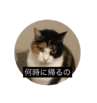 うちの可愛い猫たち（個別スタンプ：7）