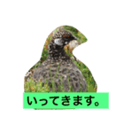 鳥好きです。（個別スタンプ：3）