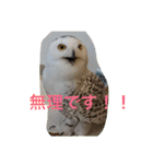 鳥好きです。（個別スタンプ：12）