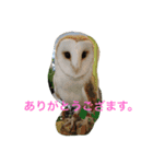 鳥好きです。（個別スタンプ：14）