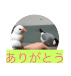 文鳥さんの家族（個別スタンプ：4）