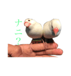 文鳥さんの家族（個別スタンプ：7）