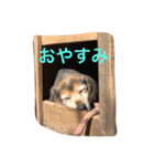 老犬まめさん（個別スタンプ：4）