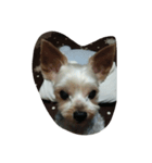 yorkshire  terrier（個別スタンプ：2）