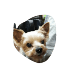 yorkshire  terrier（個別スタンプ：5）