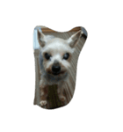 yorkshire  terrier（個別スタンプ：6）