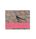 日常会話 生活 動物 きりんコアラ猫 鳥写真（個別スタンプ：1）