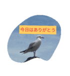 日常会話 生活 動物 きりんコアラ猫 鳥写真（個別スタンプ：22）