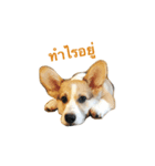 Casa the Corgi（個別スタンプ：1）