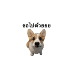 Casa the Corgi（個別スタンプ：3）