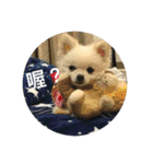 Nemo baby dog（個別スタンプ：4）