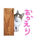 こむぎとつき（個別スタンプ：7）