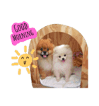 We are Pomeranian（個別スタンプ：2）