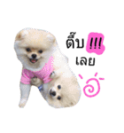 We are Pomeranian（個別スタンプ：3）