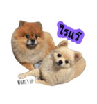 We are Pomeranian（個別スタンプ：4）