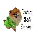 We are Pomeranian（個別スタンプ：6）