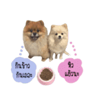 We are Pomeranian（個別スタンプ：9）