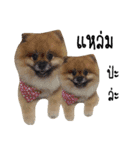 We are Pomeranian（個別スタンプ：10）